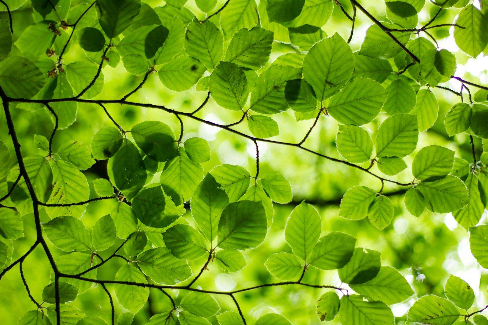 Candidate exploring career opportunities with Tree Top Staffing